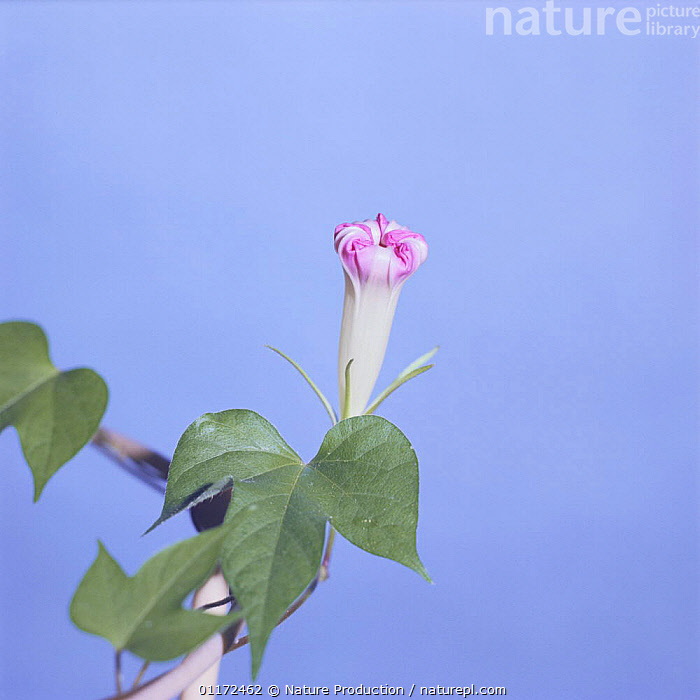 Stock photo of Morning glory {Ipomoea nil} flower opening sequence 3/9