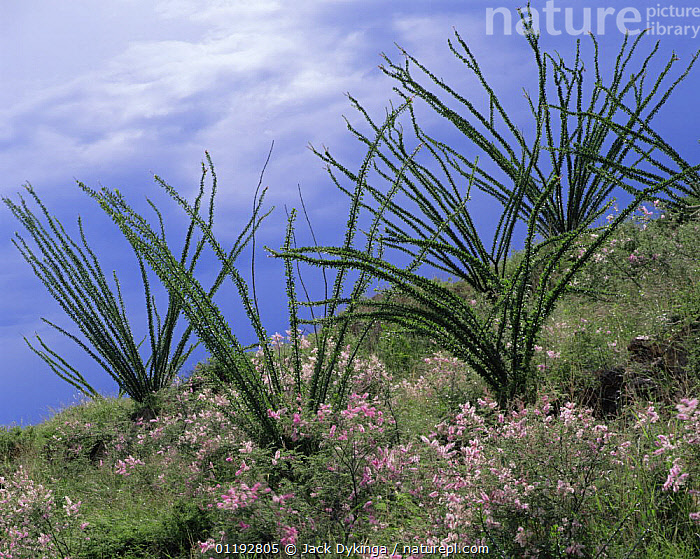 Stock photo of Ocotillos (Fouquieria splendens) after summer rains