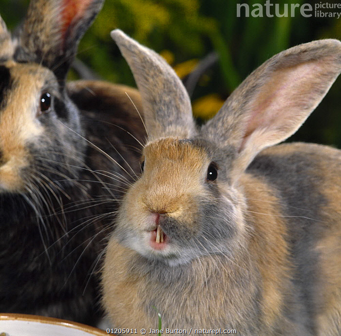 Stock photo of Blue harlequin rabbit with overgrown incisor teeth