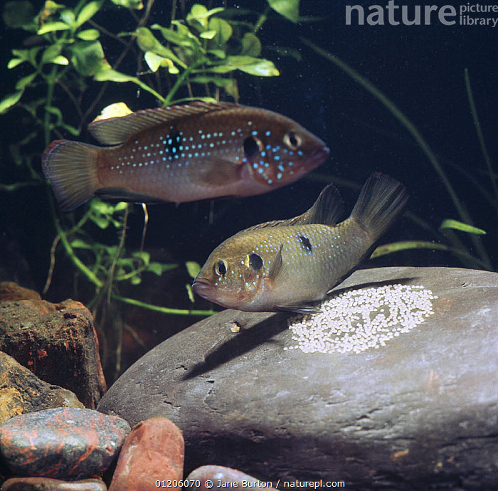 Stock photo of Jewel cichlid {Hemichromis bimaculatus} female laying