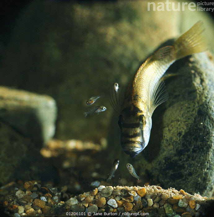 Stock photo of African mouthbrooder {Haplochromis burtoni} female with