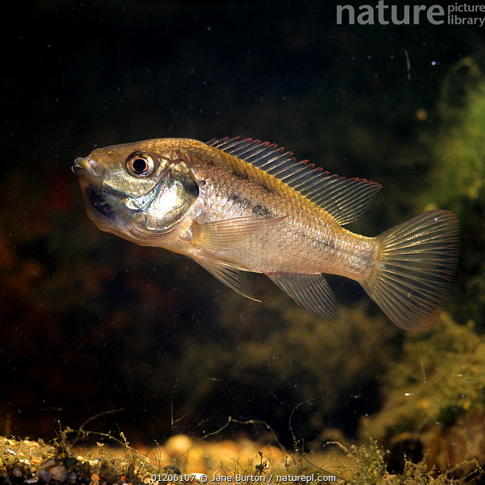 Stock photo of Mozambique mouthbrooder {Tilapia mossambica} female