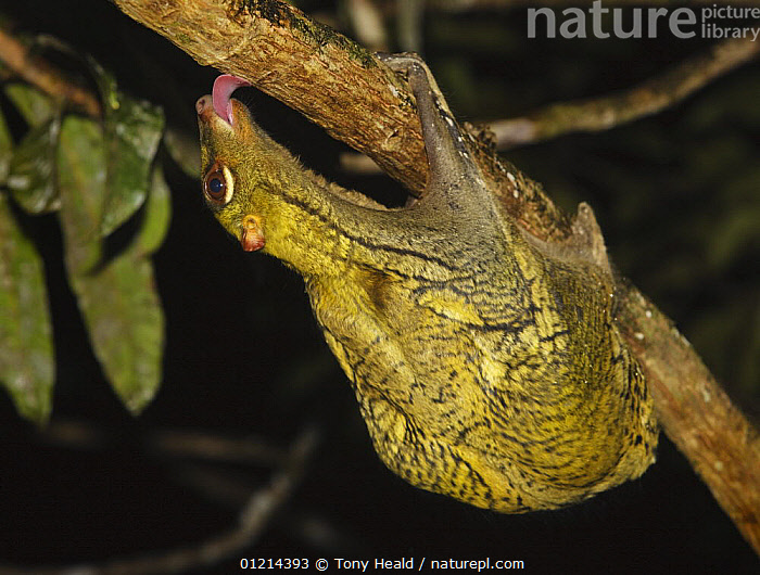 Stock photo of Malayan colugo {Cynocephalus variegatus} hanging upside