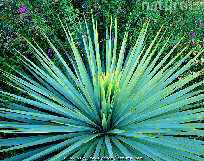 Nature Picture Library Dramatic rosette of spiked leaves of a Yucca