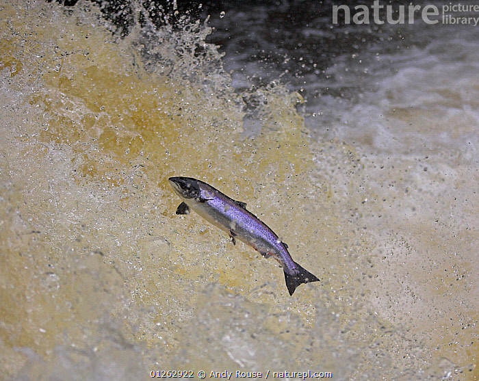Stock photo of Atlantic salmon (Salmo salar) jumping waterfall during