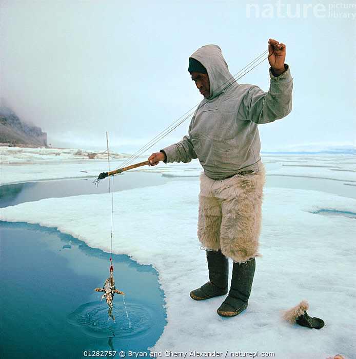 Nature Picture Library Inuit elder fishing for Sculpin through lead in