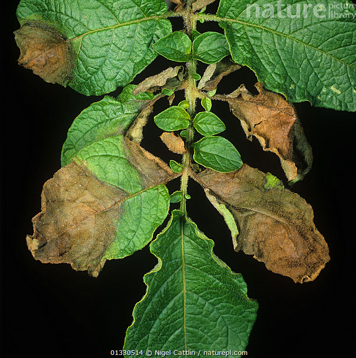 Nature Picture Library Potato late blight (Phytophthora infestans