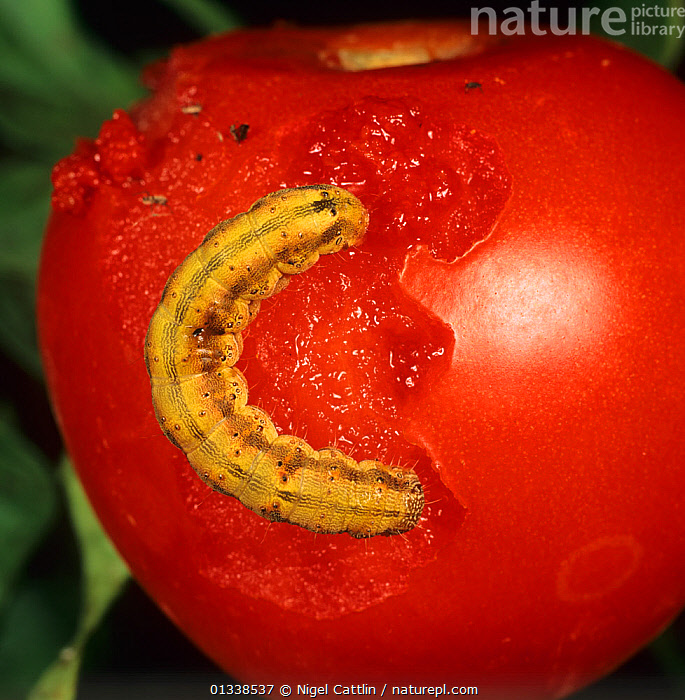 Nature Picture Library Tomato Fruitworm (Helicoverpa armigera) on a