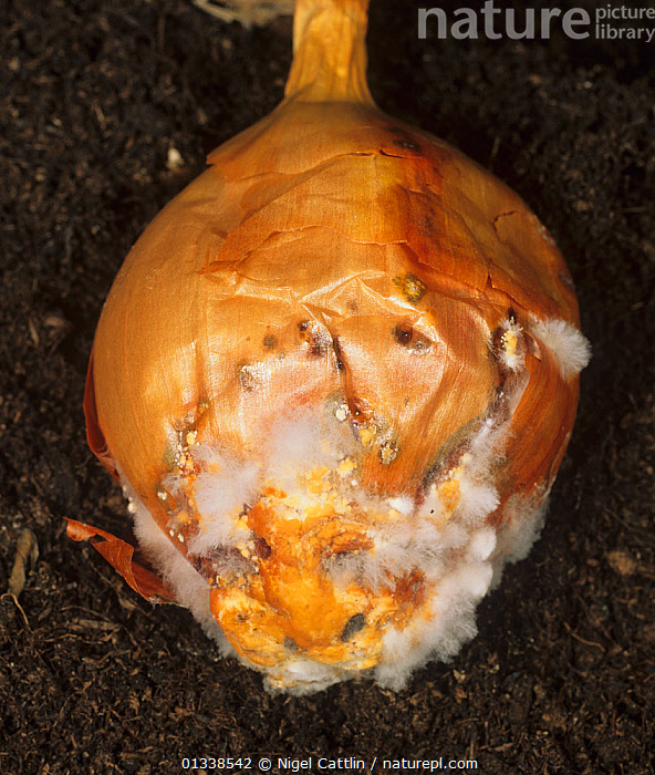 Nature Picture Library White Rot Mould (Sclerotium cepivorum) on an