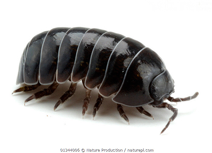 Stock photo of Common pill bug / woodlouse (Armadillidium vulgare) on white background