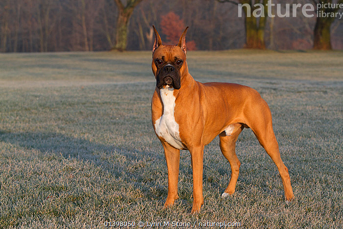 55+ Boxer Puppy With Cropped Ears l2sanpiero