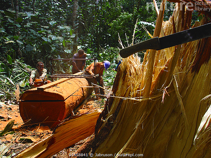 Stock photo of African rainforest clearance men sawing hardwood tree