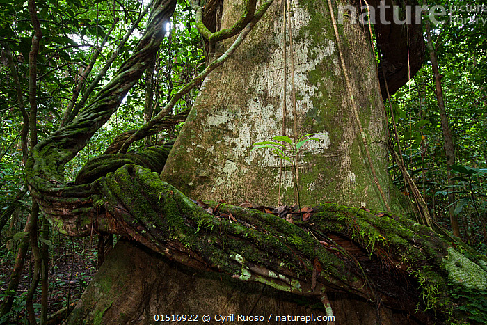 Nature Picture Library Thick liana growing around the
