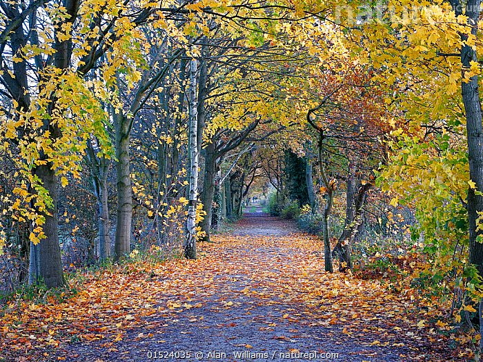 Stock photo of Wirral Way in autumn looking east towards Hadlow Road, Willaston.... Available