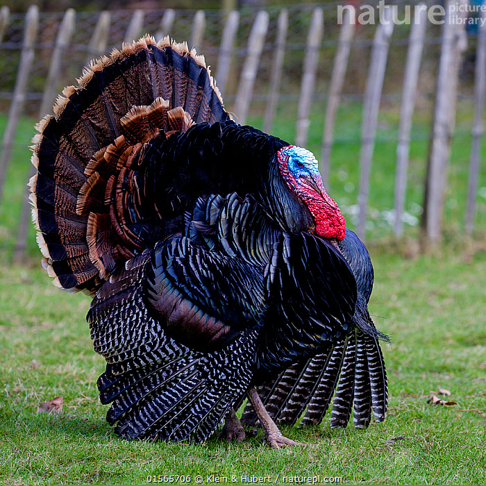 Stock photo of Domestic turkey (Meleagris gallopavo) male displaying