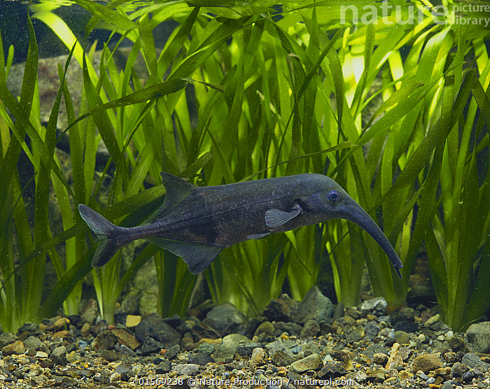 Add to lightbox Add to order Email