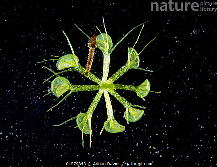 Stock photo of Waterwheel plant (Aldrovanda vesiculosa) a carnivorous