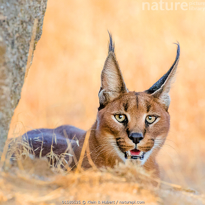 Stock photo of Caracal (Caracal caracal) portrait, South Africa