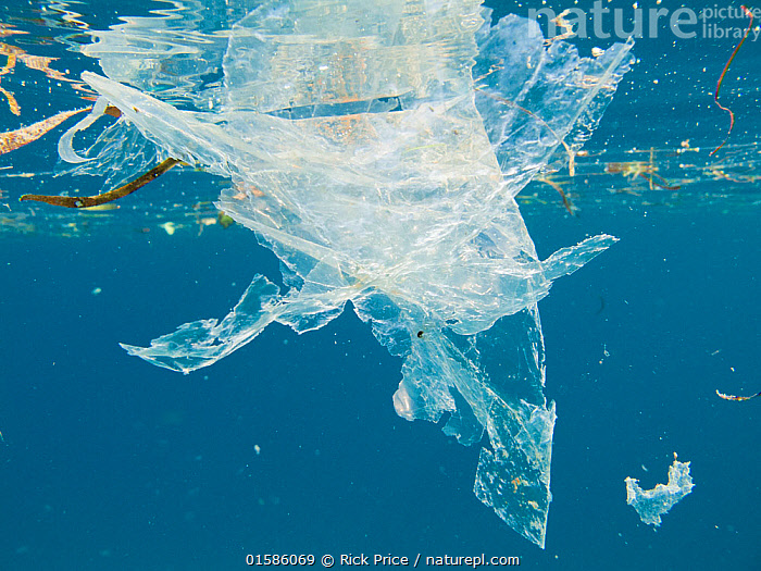 Nature Picture Library Plastic bag floating at the surface of sea with