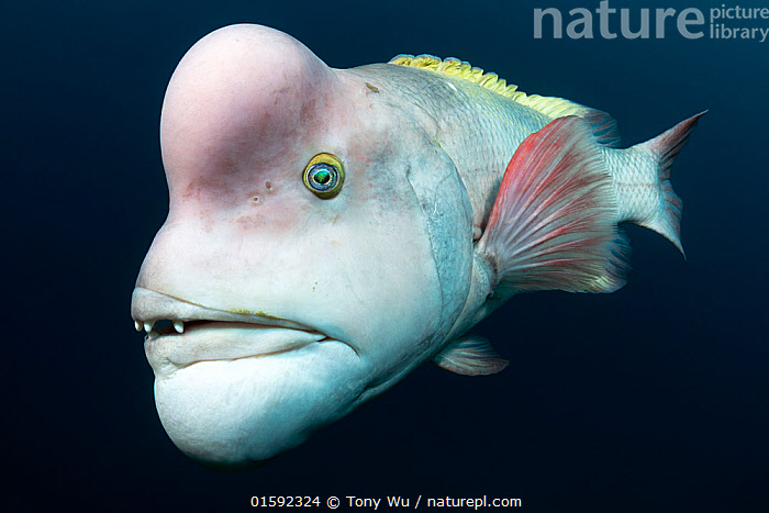Nature Picture Library Asian sheepshead wrasse (Semicossyphus