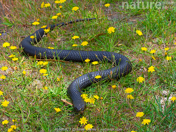 Stock photo of Tasmanian tiger snake (Notechis scutatus) highly