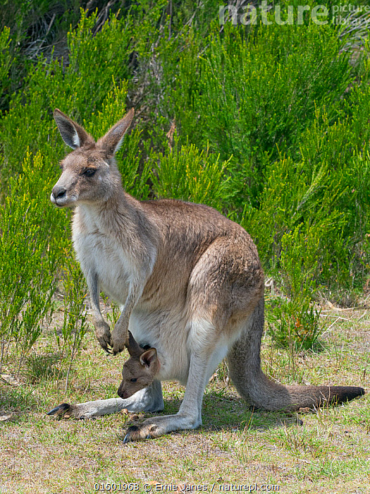 Add to lightbox Add to order Email