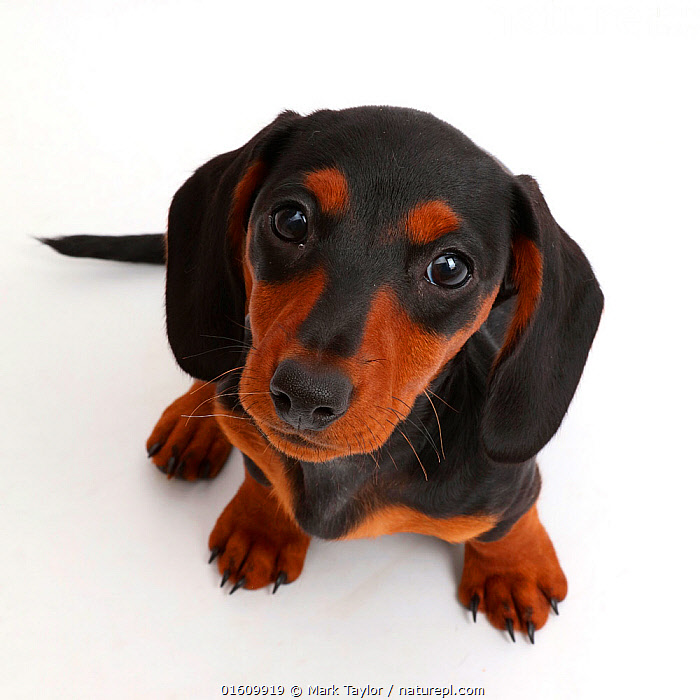 23+ Baby Black And Tan Dachshund Puppies l2sanpiero