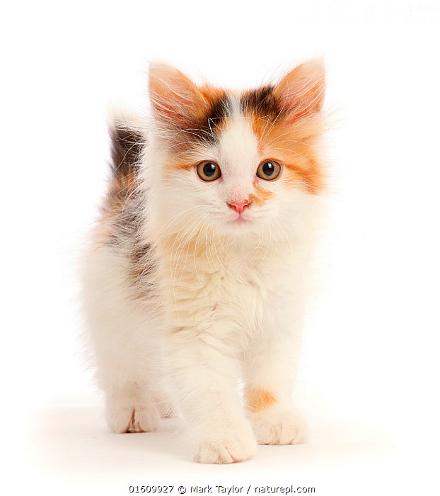 Calico Newborn Fluffy Kittens newborn kittens