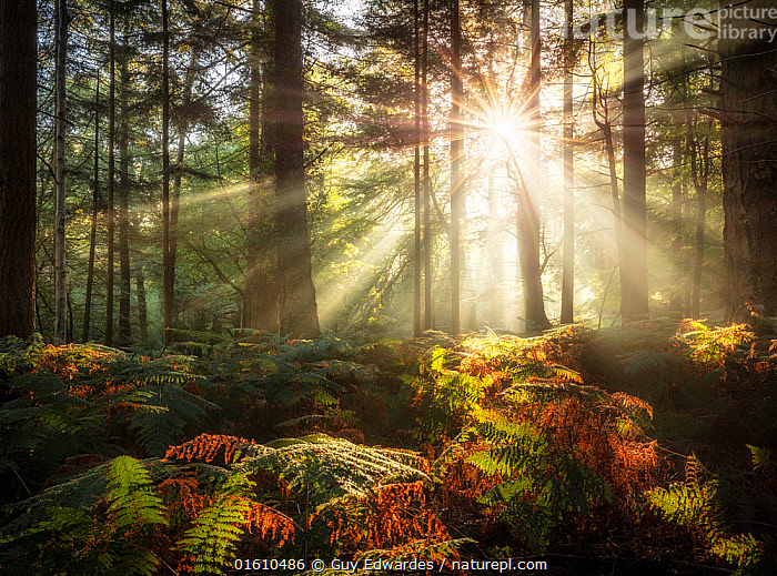 Stock photo of Sun shining through trees in Bolderwood, New Forest