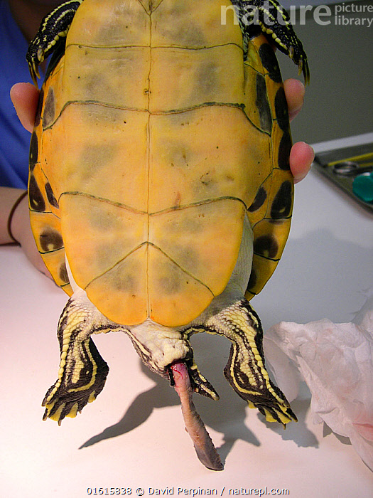 How Big Does A Yellow Belly Slider Turtle Get Sliders are large