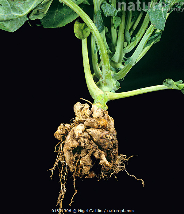 Nature Picture Library Clubroot (Plasmodiophora brassicae) diseased and