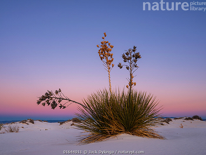 Stock photo of Soaptree yucca (Yucca elata) with seedhead in white