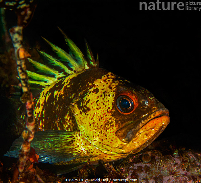 Nature Picture Library Quillback rockfish (Sebastes maliger) with
