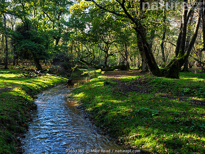 Nature Picture Library Restored stream through woodland near Holmhill
