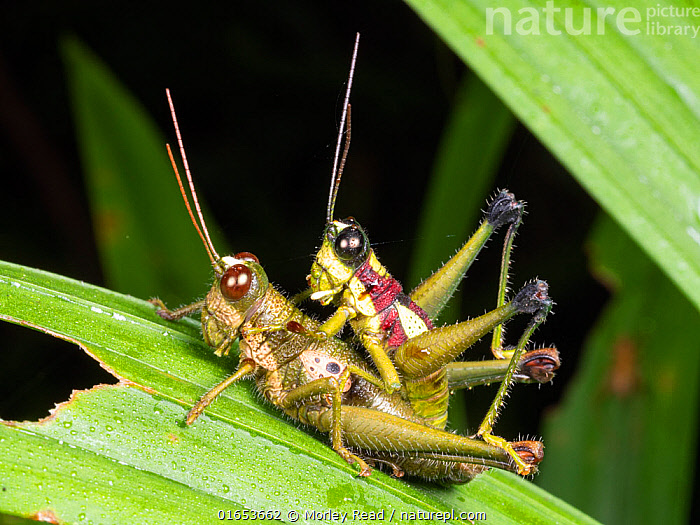 Stock photo of (Hippariacris latona) mating, in the