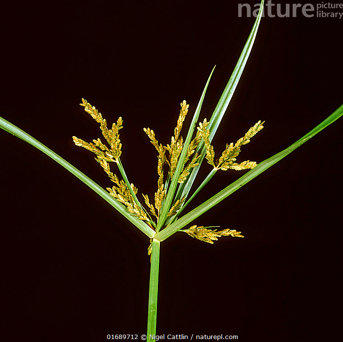 Stock photo of Nutsedge / Rice flatsedge (Cyperus iria) flower spike