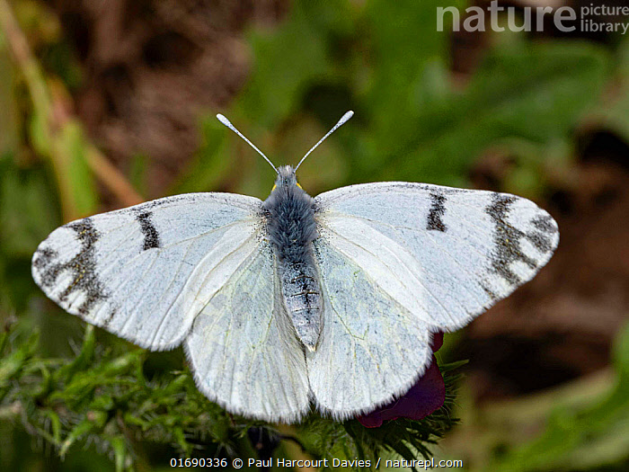 Stock photo of Eastern dappled white butterfly (Euchloe ausoniae