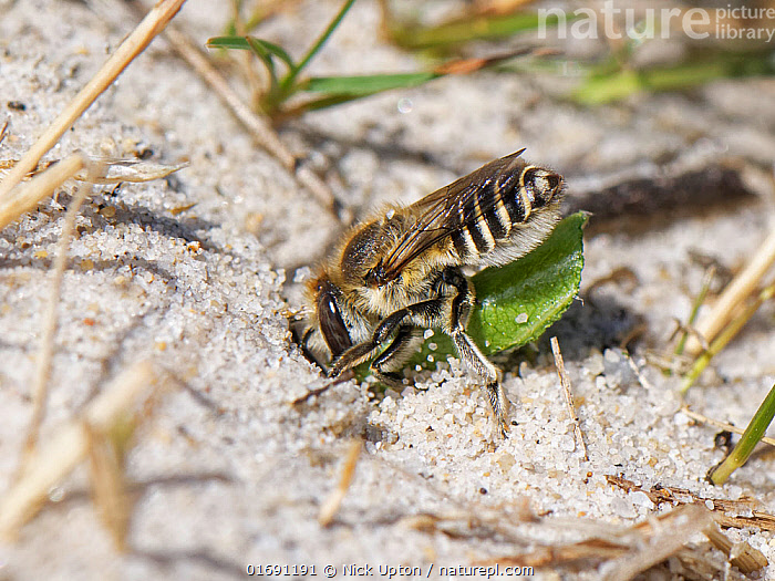 Stock photo of Female Silvery leafcutter bee (Megachile leachella