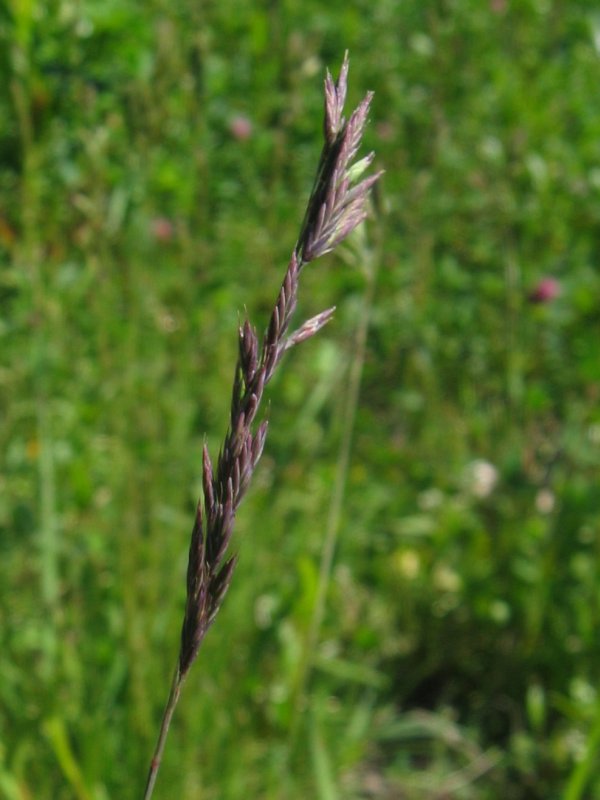 Slender Creeping Red Fescue Festuca Rubra ssp litoralis Buy