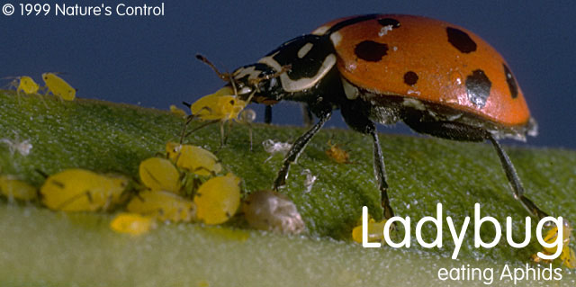 How do I know if I have mealybugs? Daily Justnow