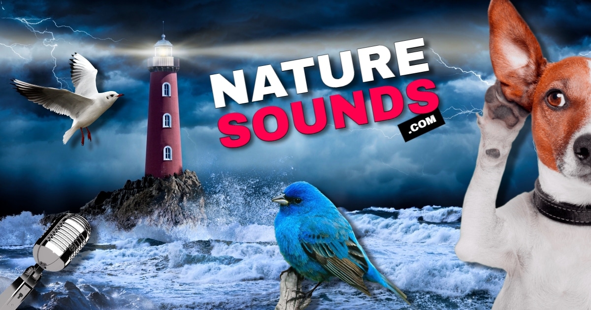 Free nature sounds for sleep and relaxation