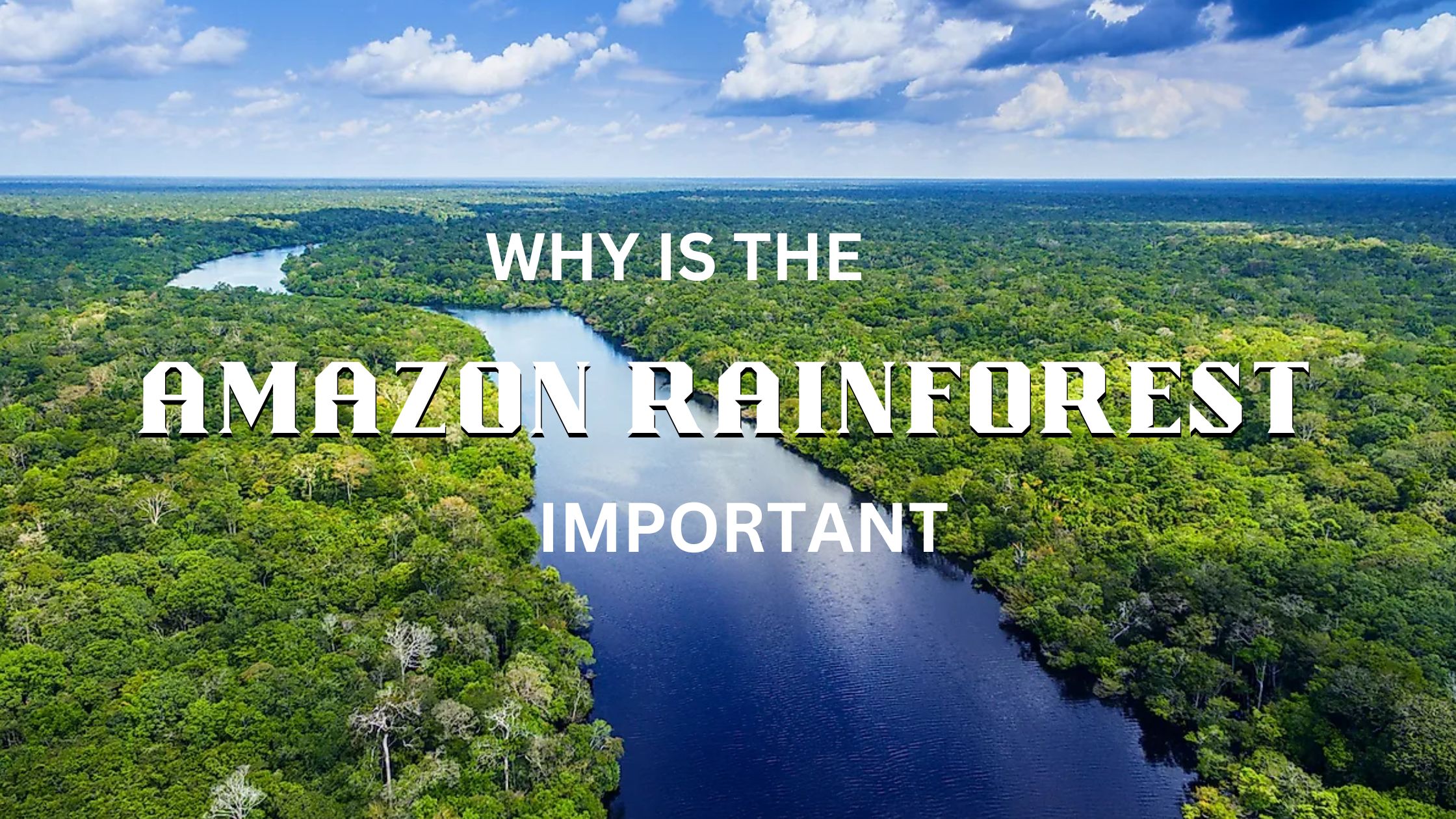 Why is the Amazon rainforest important? Nature Speakz