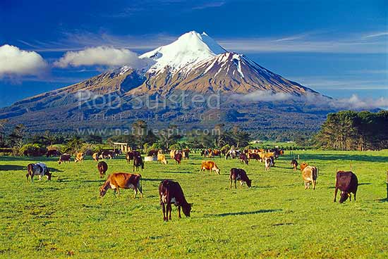 Mount (Mt) Egmont / Mount (Mt) Taranaki above grazing