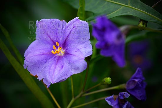 NZ Poroporo flower (Solanum laciniatum), NZ native plant