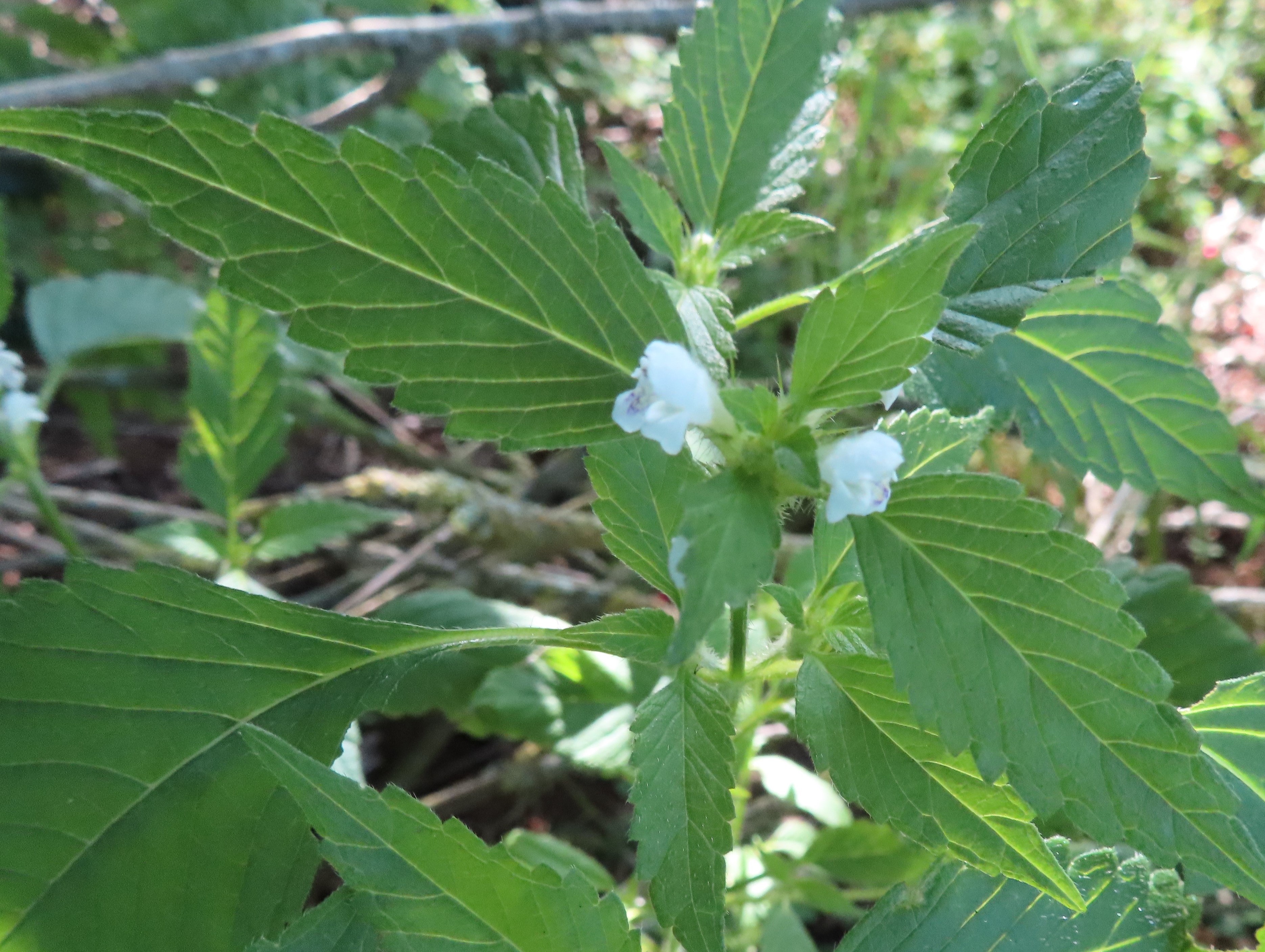 White Common Hemp Nettle NatureSpot