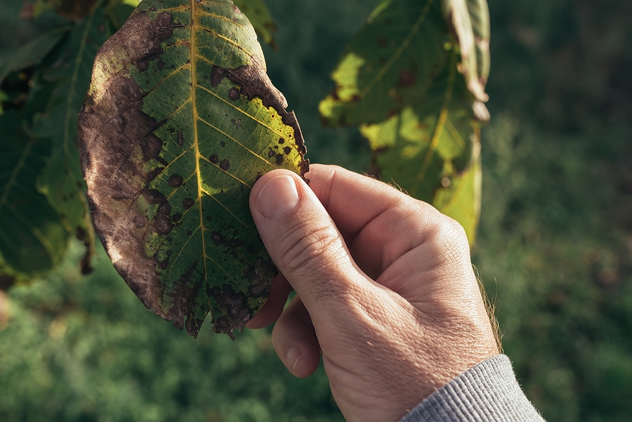 How to Revive a Dying Tree Nature's Select Piedmont