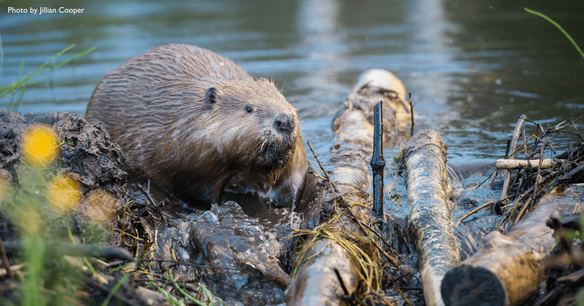 Nature’s Engineers The Marvels of Beaver Ecosystems The Nature Trust(03)