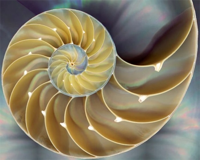 Fibonacci's Golden Spiral The Relationship between Maths and Nature