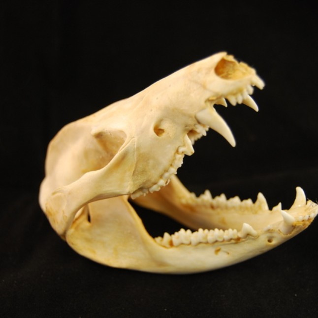 Opossum Skull Anatomy