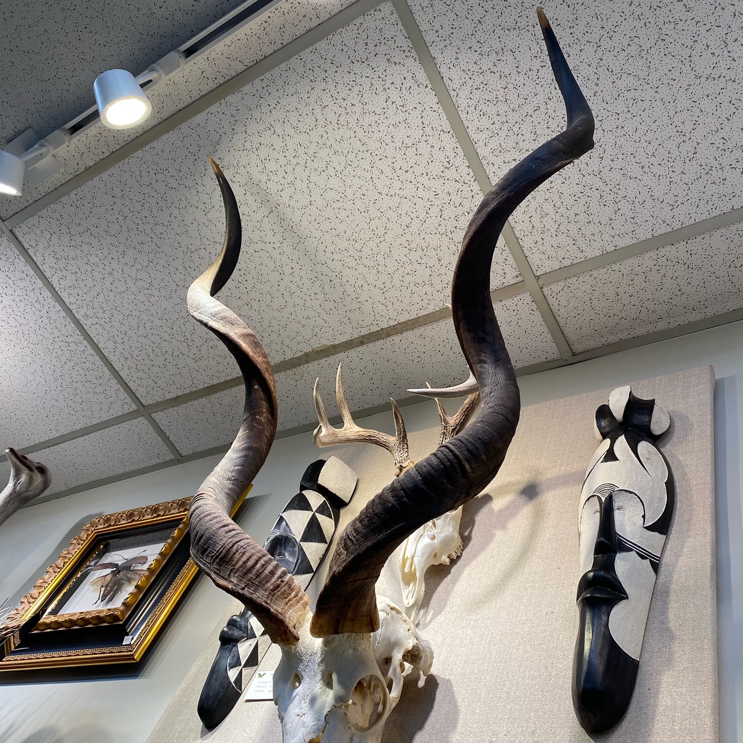 Mounted Kudu Horns